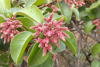 A closeup of Sugar Bush (Rhus ovata) with red flower clusters.